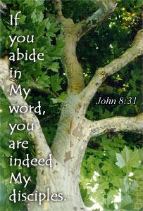  John 8:31 